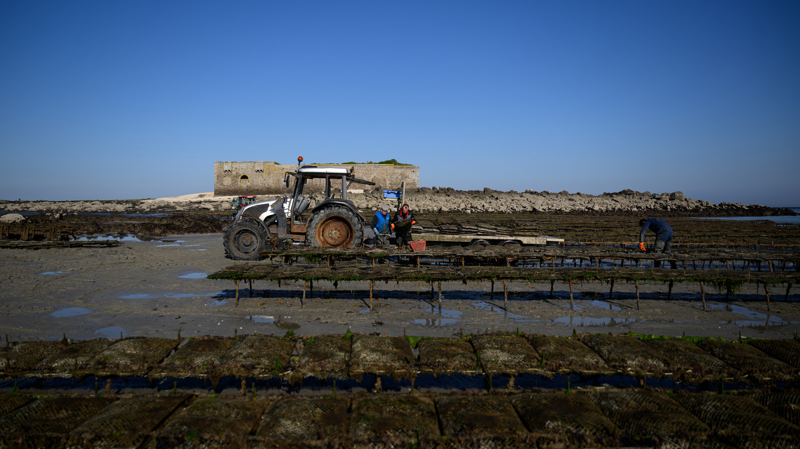 Les huîtres de Saint-Vaast-la-Hougue (Cotentin)
