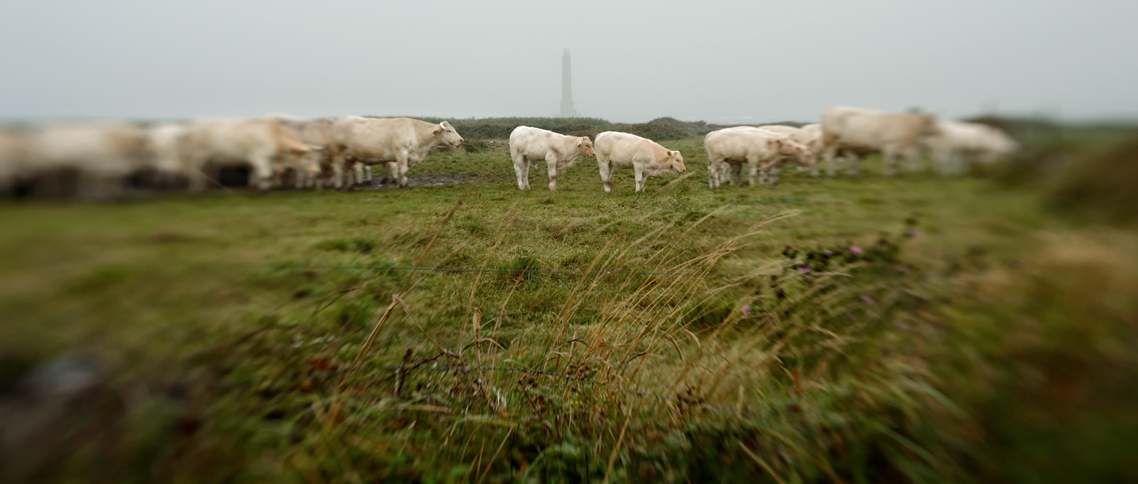 Une journée pluvieuse dans la Hague