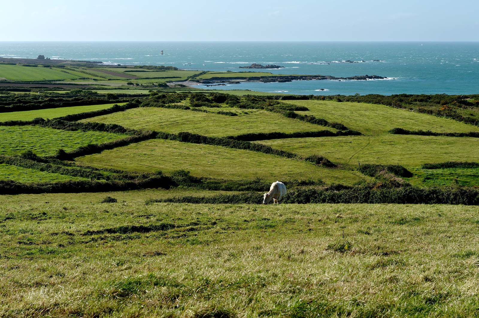 A l’ouest du Cotentin (Manche), la Hague est une terre de contrastes et de lumières, une région sauvage et préservée. Le mot Hague est un ancien terme dialectal normand. Il est issu du vieux norois qui signifie «enclos, terrain clos».La Hague présente un littoral varié : falaises abruptes (entre Urville-Nacqueville et Omonville-la-Rogue, et entre Auderville et Vauville), au pied desquelles se trouve une succession de baies, grandes plages (Urville-Nacqueville et à Vauville), d'îlots et platiers rocheux (cap de la Hague,pointe de Jardeheu..), des massifs dunaires (Biville), des grèves de galets (Anse Saint-Martin), des marais arrière-littoraux (Mare de Vauville) et des vallons boisés (Hubiland, Sabine…). La côte est également agrémentée de petits ports (Goury, le Houguet, Port Racine, Port du Hâble…) et de mouillages.La péninsule haguaise est principalement un pays de landes et de bocage, à l'intérieur des terres, formées de fougères, bruyères, genêts et ajoncs.