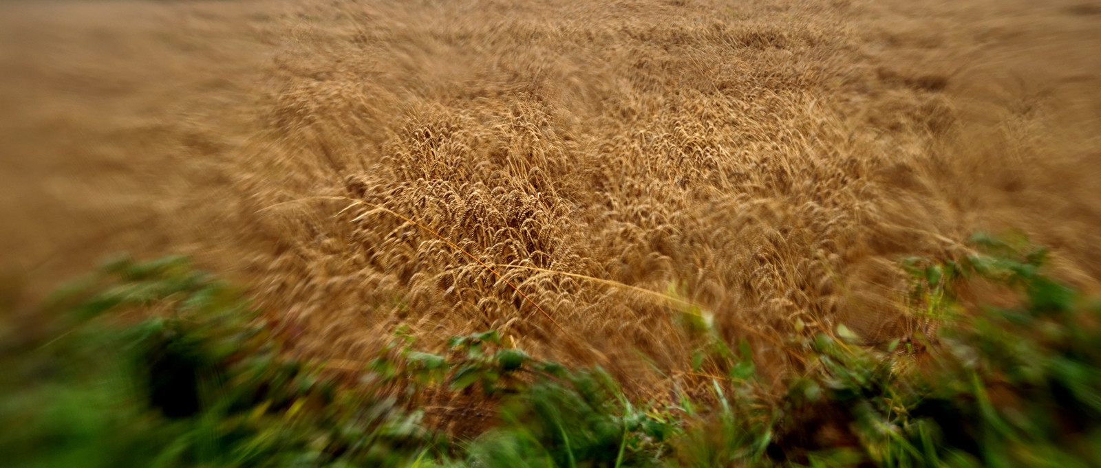 Une journée pluvieuse dans la Hague